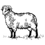 Arapawa Sheep Icon